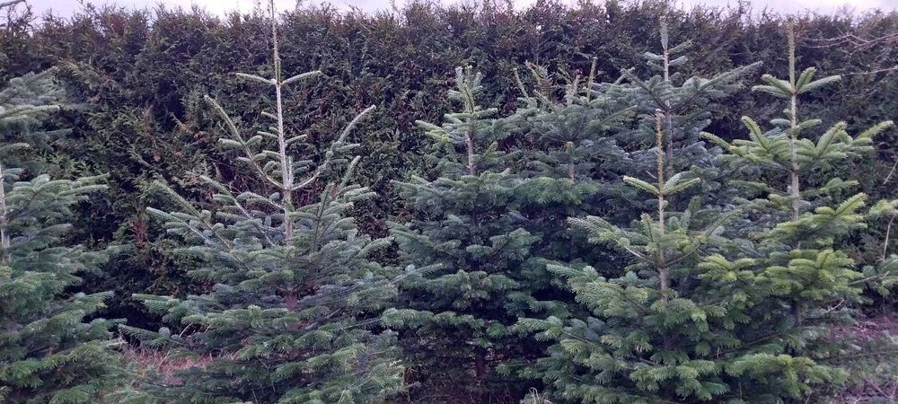 Sprzedam choinki jodła kaukaska i kalifornijska z własnej uprawy