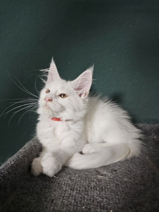 DOZA Kotka Maine Coon