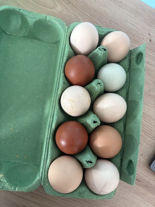 Jajka wiejskie ekologiczne