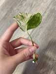 Epipremnum Happy Leaf
