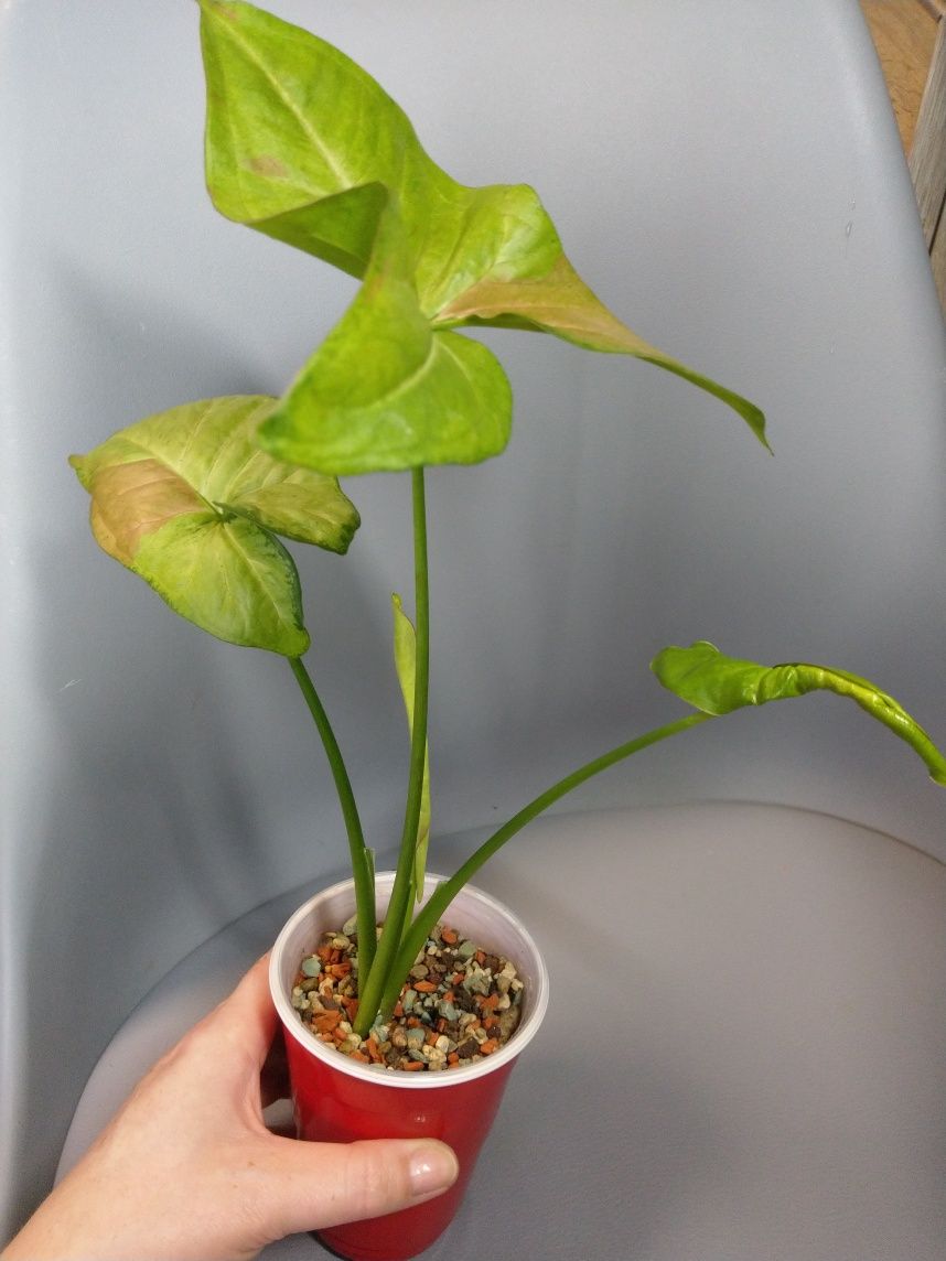 Syngonium Milk Confetti