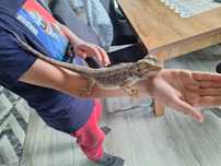 Agama brodata samiec