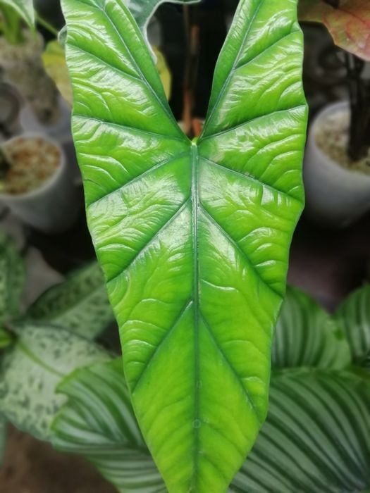 Алоказия много сортов.