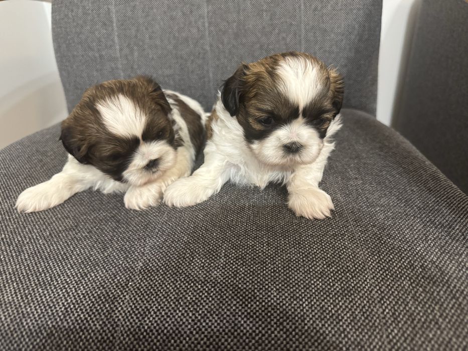 Śliczna Sunia Shih Tzu Tricolor Gotowa Do Odbioru