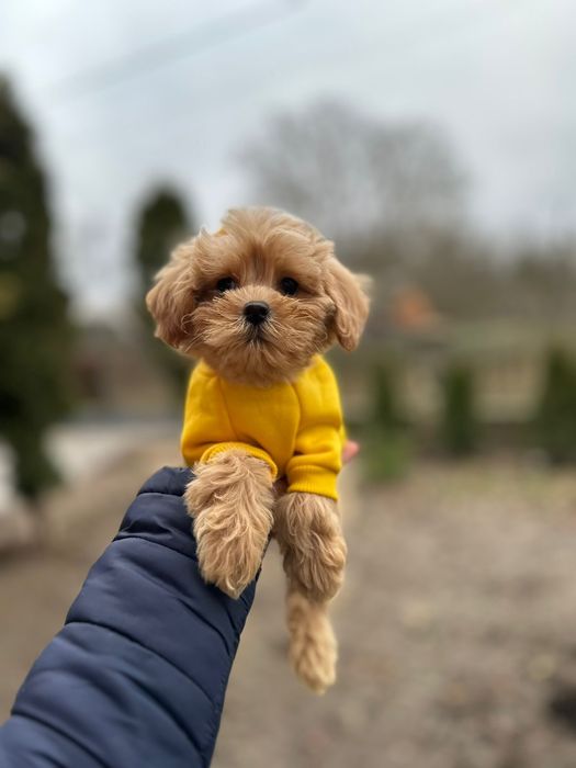 Є цуцики мальтіпу