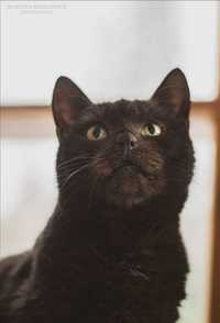 Synek do adopcji kotek czarny felv plus szuka domu