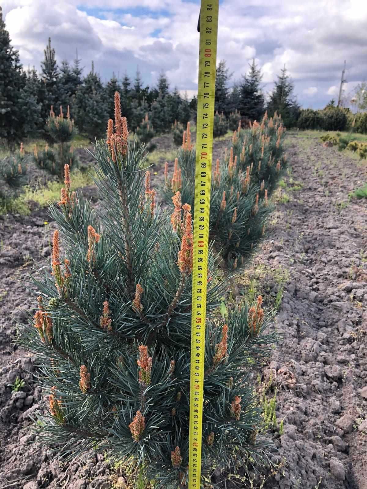 Sosna pospolita Pinus sylvestris  Watereri  80cm