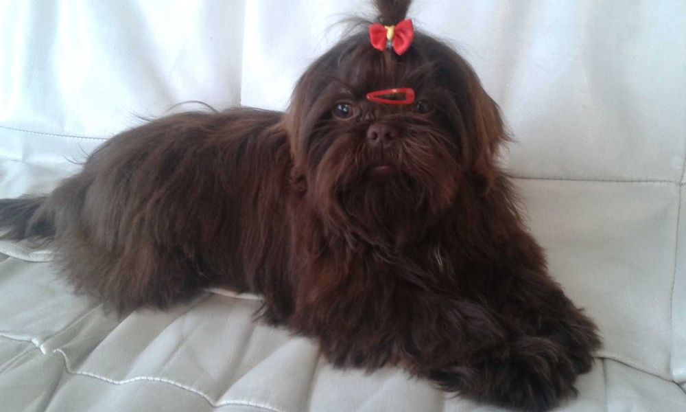 Shih-tzu czekoladowy piesek