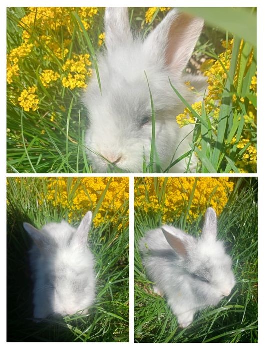 Króliczki miniaturki