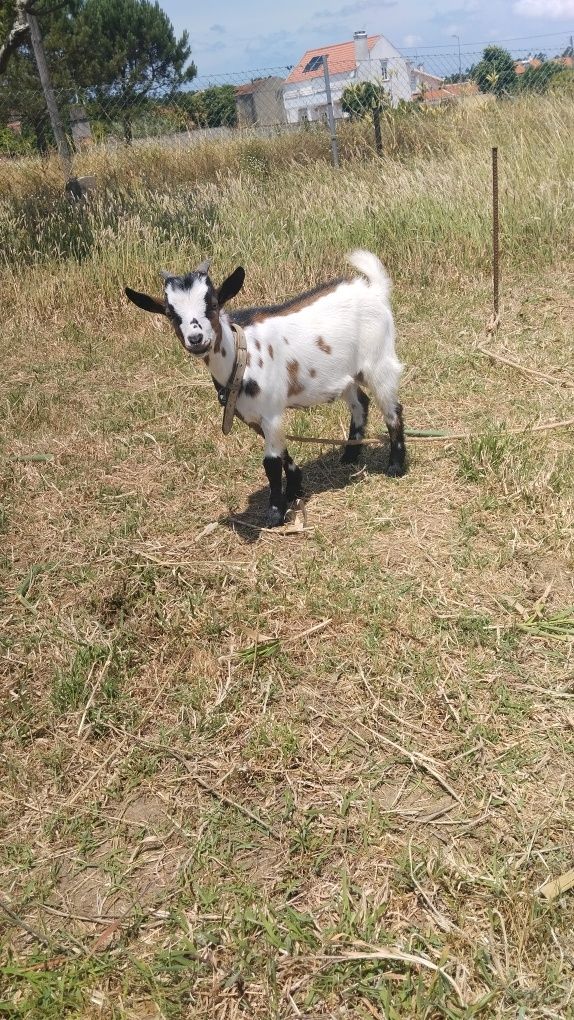 Cabrito anão para venda ou troca