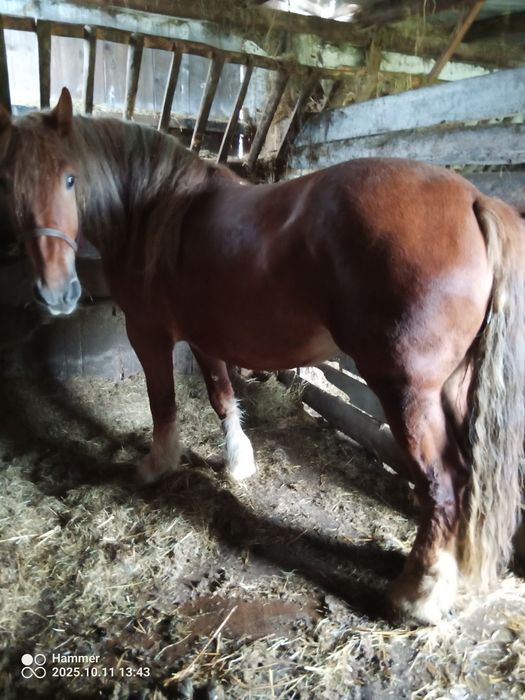 Sprzedam Konie Zimnokrwiste