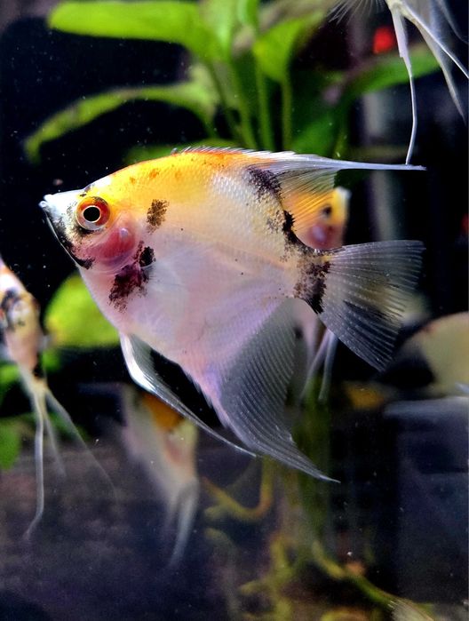 Skalar koi (wysyłamy)