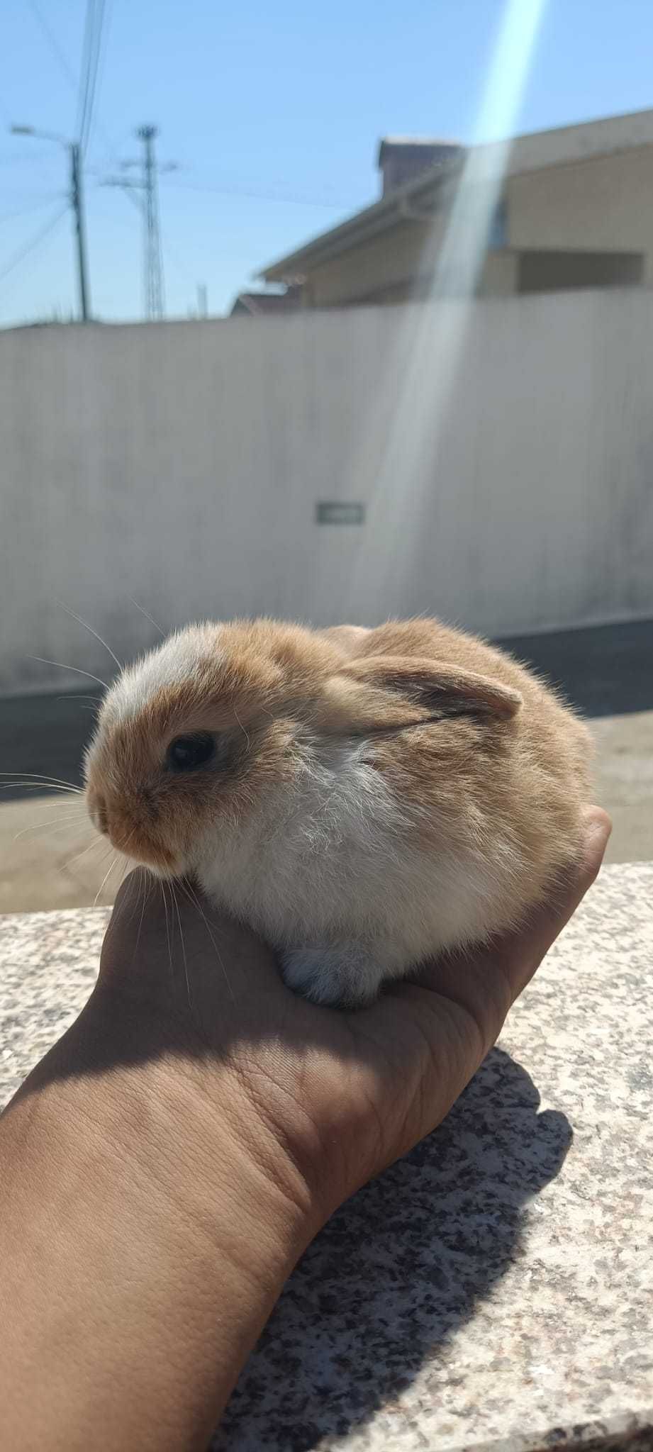 Coelhos Holandes "Estimação" - 3 Semanas
