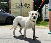 Mini labrador, 2 lata 17kg, Piorun, adopcja za darmo oddam