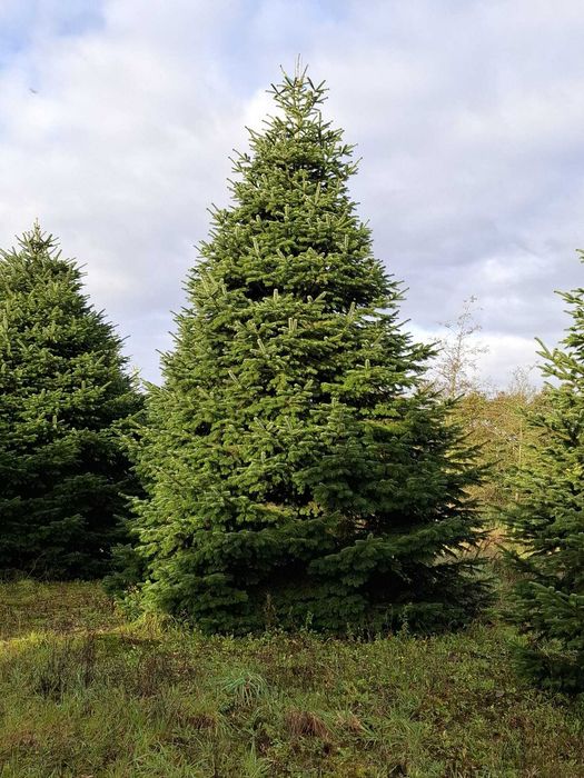 Jodła Kaukaska Cięta 400-500 cm lub w donicy 100-180 cm/ TuChoinki.pl