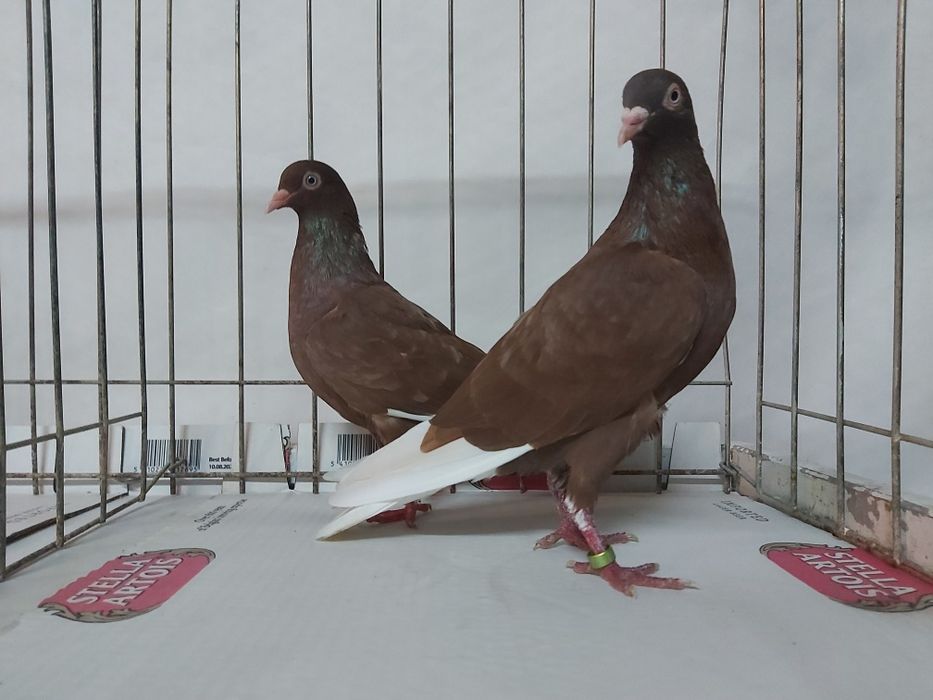 Gołębie Wyszfance Kończate