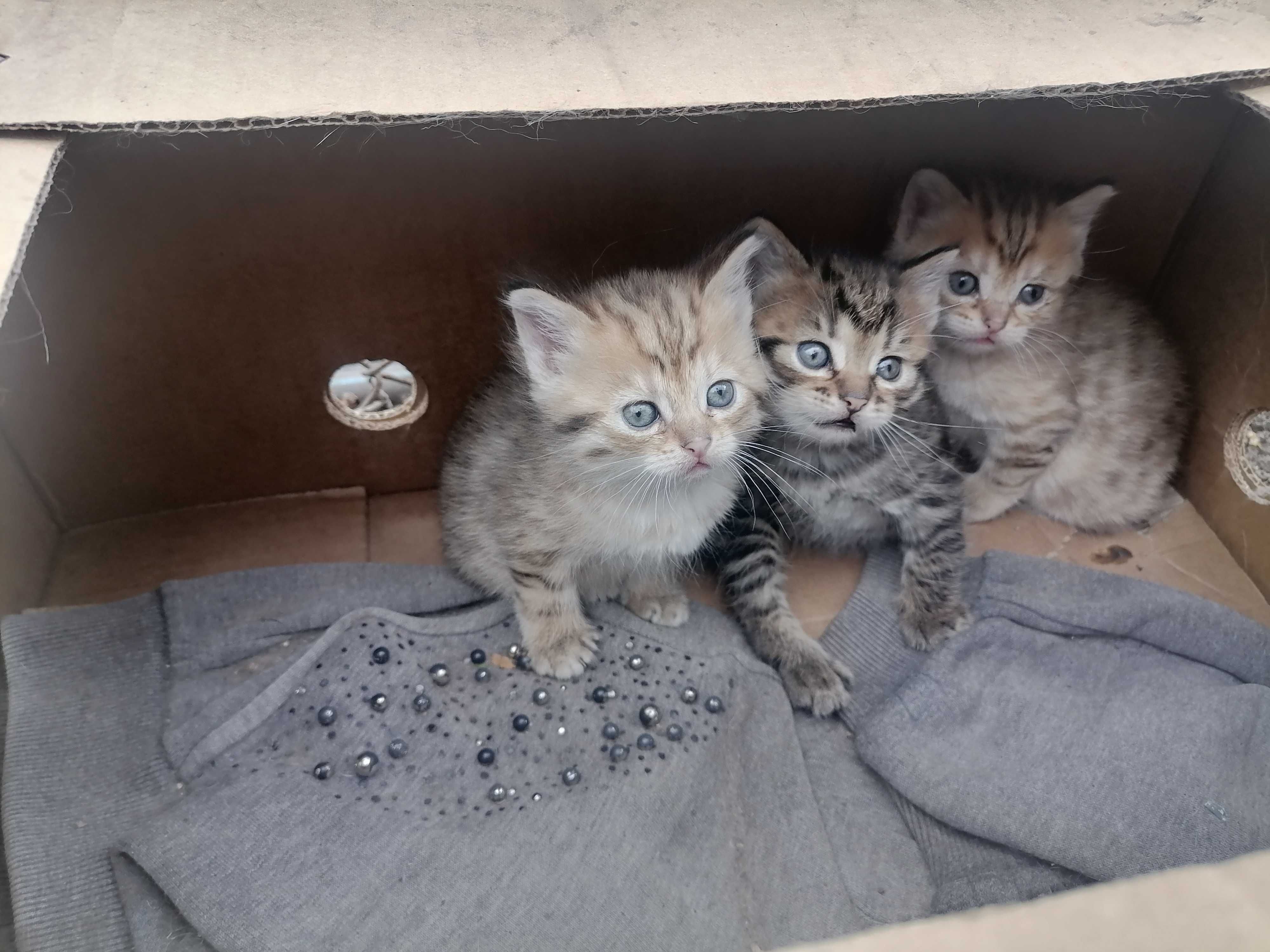 Котята вислоухие