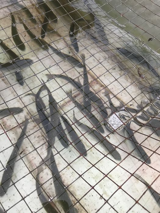 Продається мальок форелі для ставків вирощений власноруч