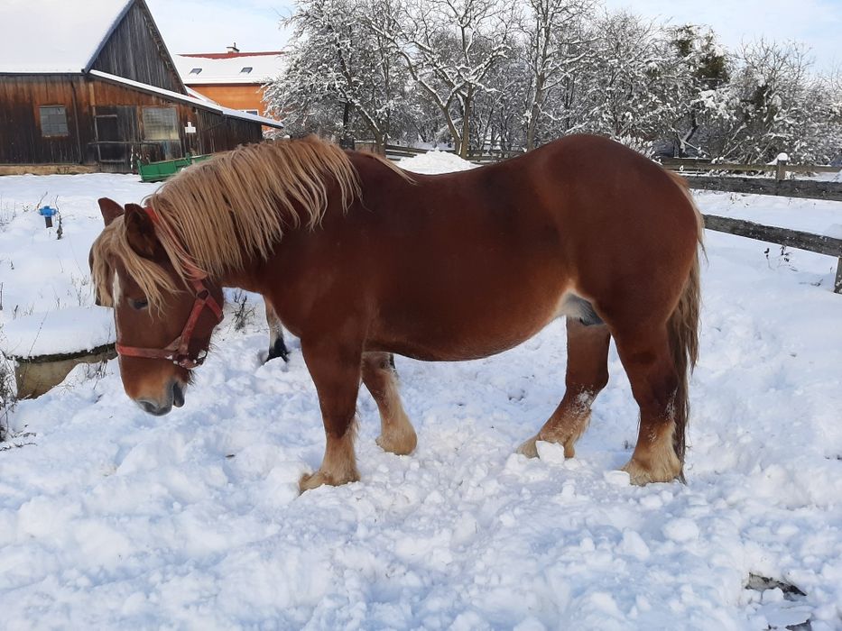 Dwie klacze zimnokrwiste. Księga główna.