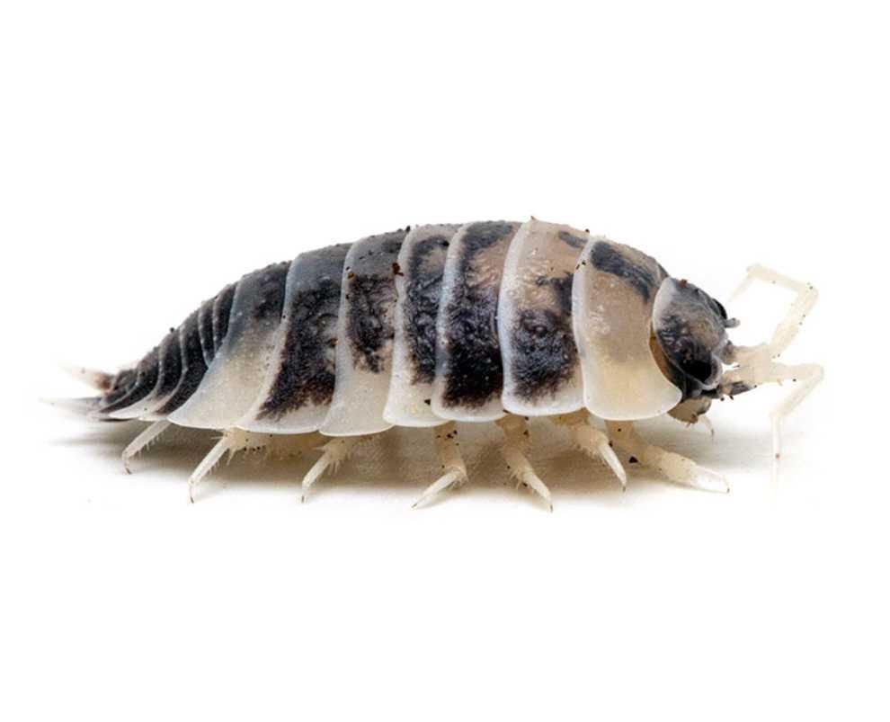 Мокрицы коровки Porcellio laevis Dairy Cow