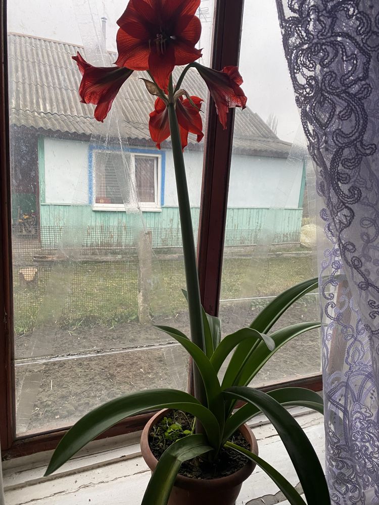 Гіпеаструм (амаріліс).є з бутоном