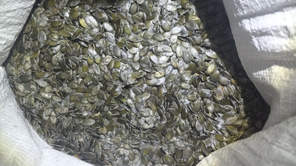 Насіння гарбуза голонасінного!