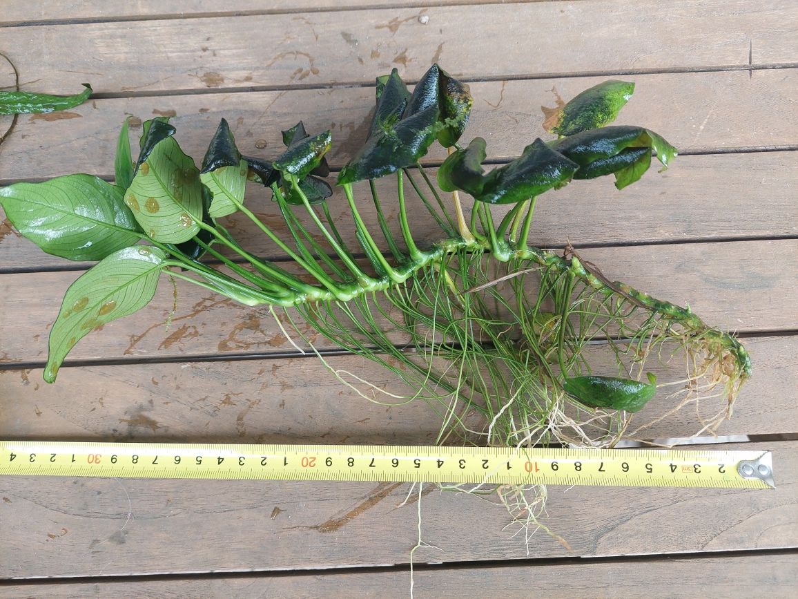 plantas aquário de fácil manutenção