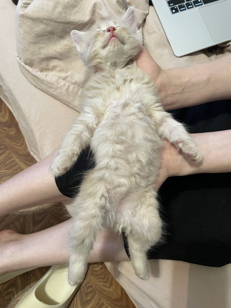 кошенята рижий персиковий Київ котенок Киев