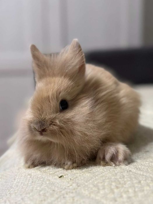 królik miniaturka