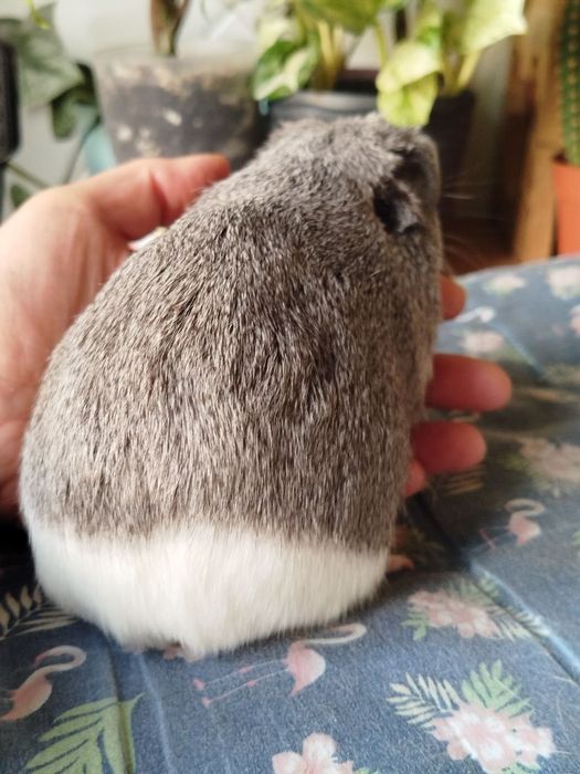 Морська свинка хлопчик