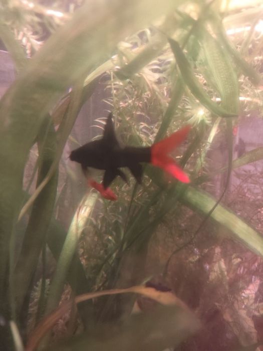 Labeo zamienię na ryby/rosliny