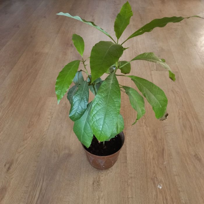 Авокадо кімнатна рослина