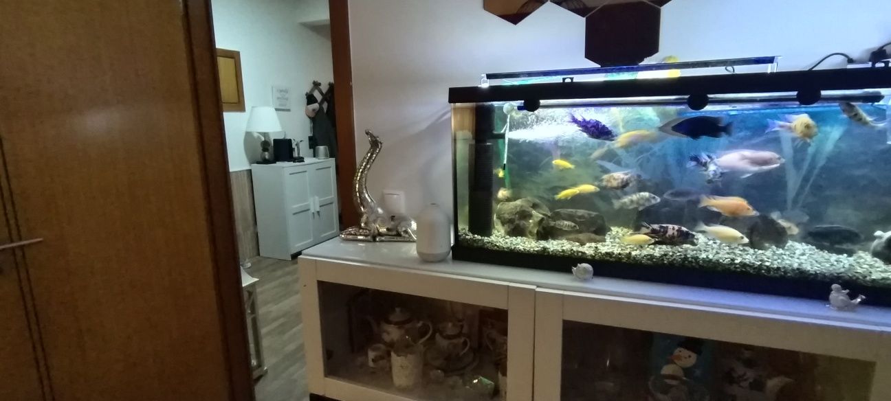 Vendo aquário com fauna 30 peixes 2 bombas e mais uma exterior.