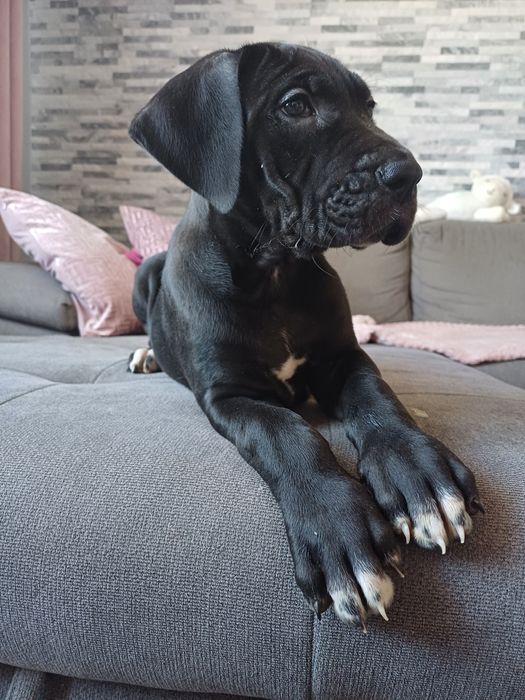 Sunia dog niemiecki czarna