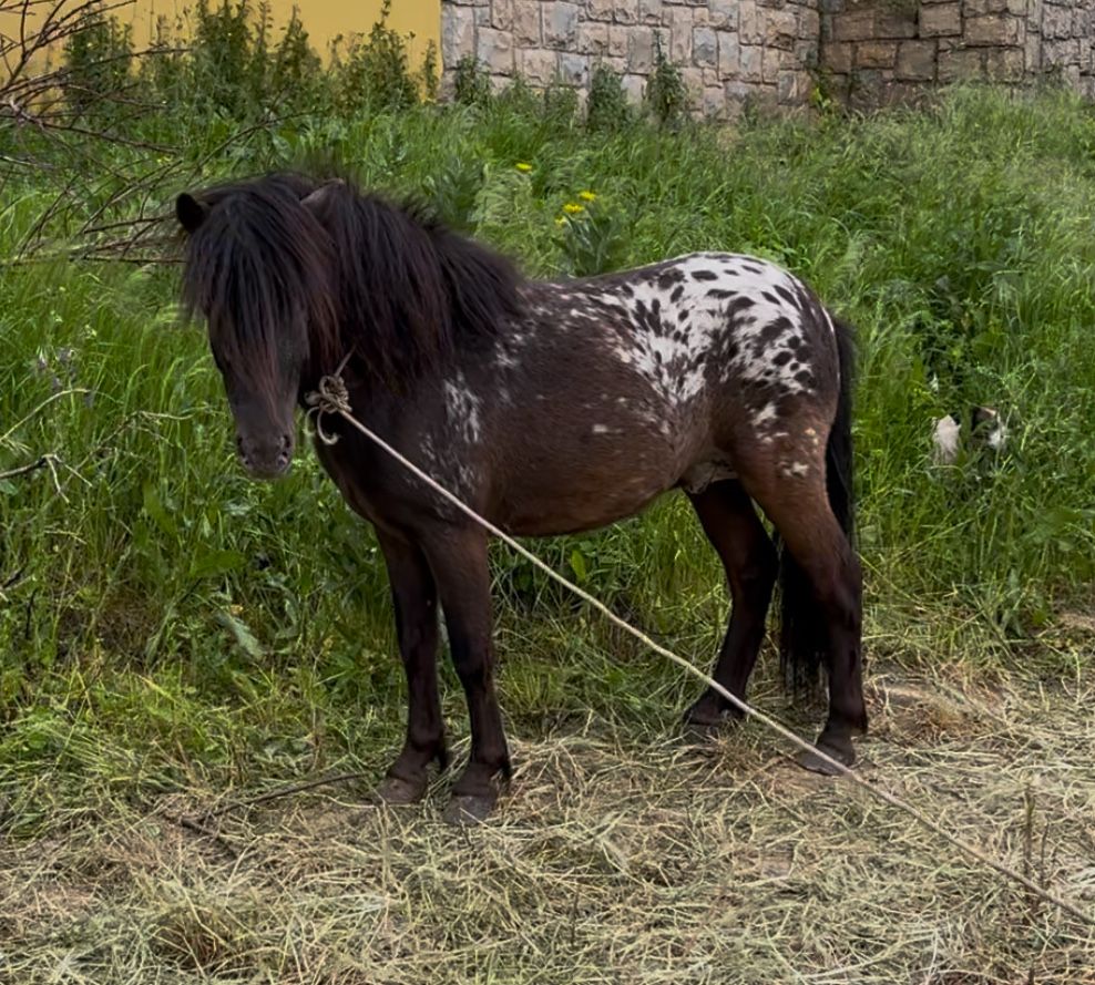 Lindissimo ponei apallosa