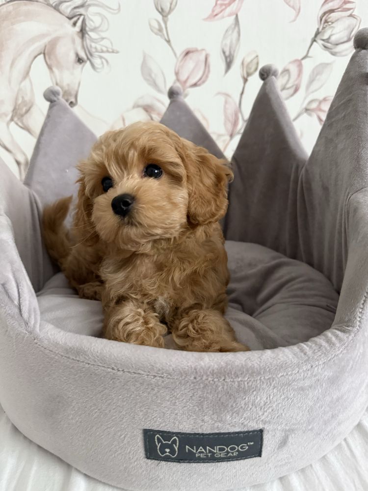Piesek Maltipoo gotowy do odbioru z rodowodem