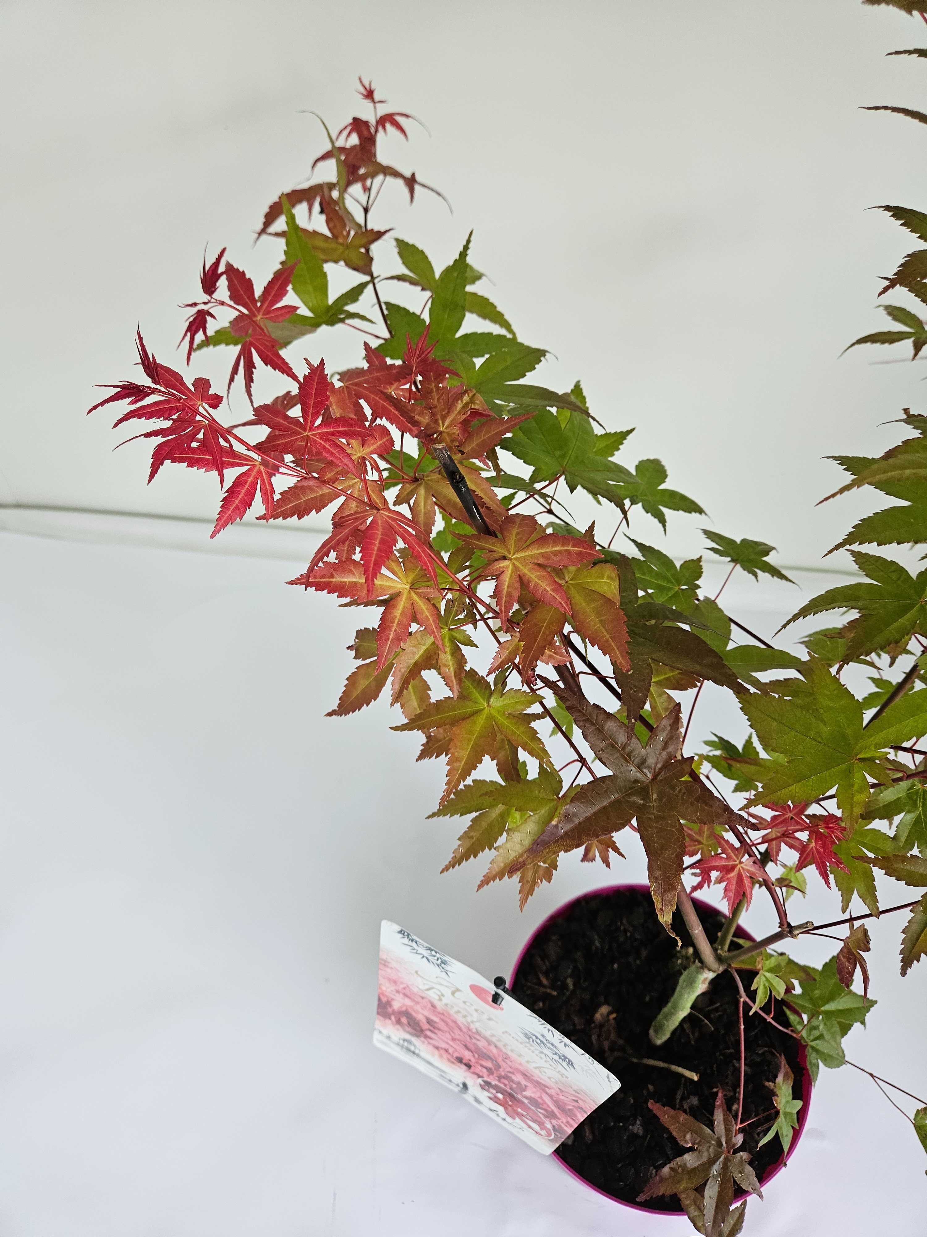 Klon palmowy 'Beni Maiko' (Acer palmatum 'Beni Maiko')