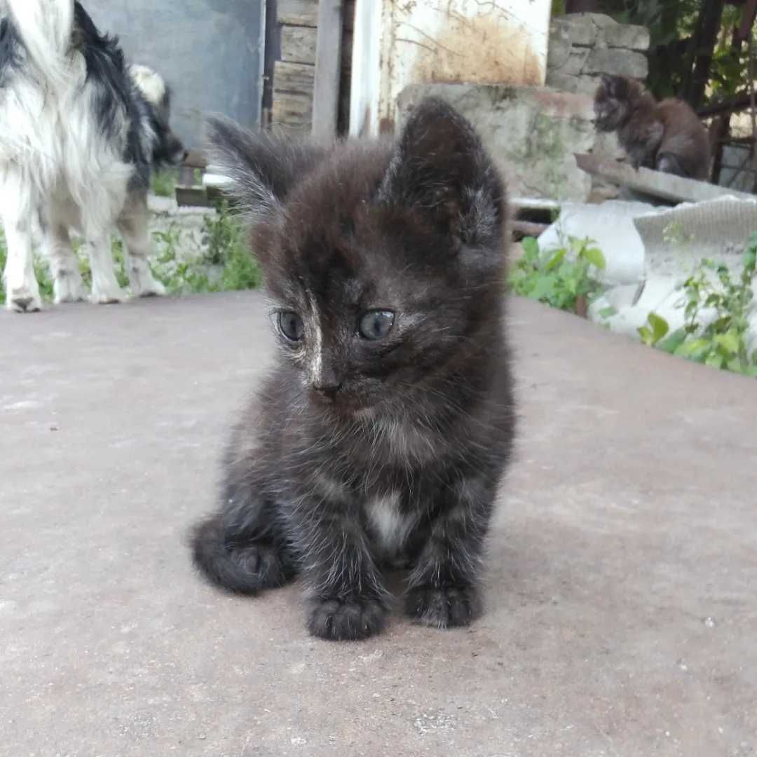 Віддам кошенят в добрі руки