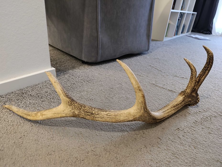 Poroże jelenia 1,3 kg