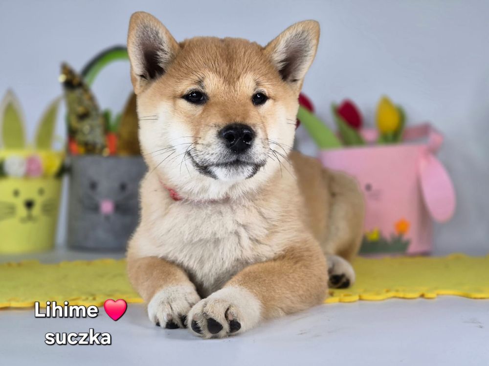 Shiba śliczna czerwona dziewczynka