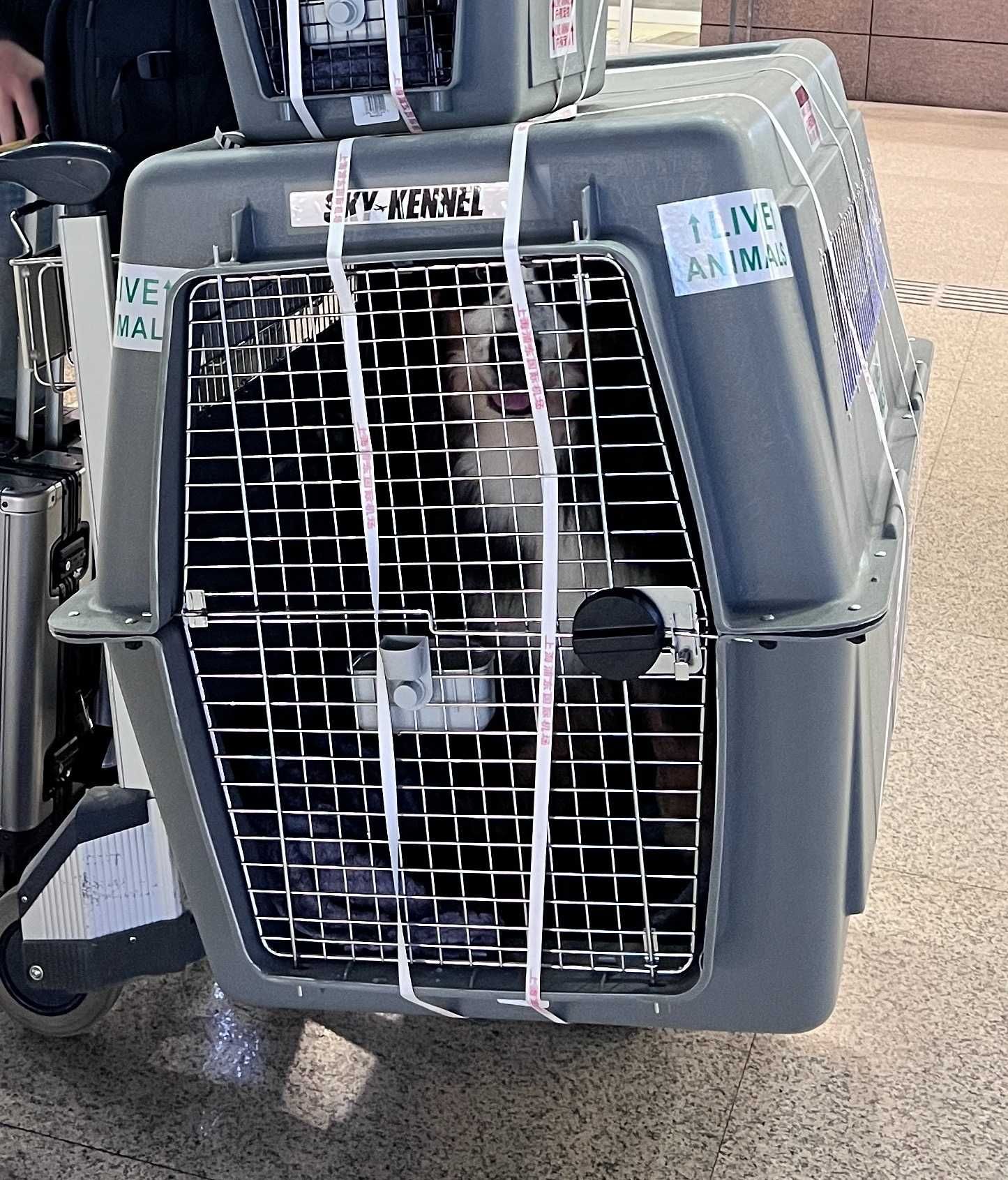 Caixa transportadora de cão SkyKennel IATA XXL
