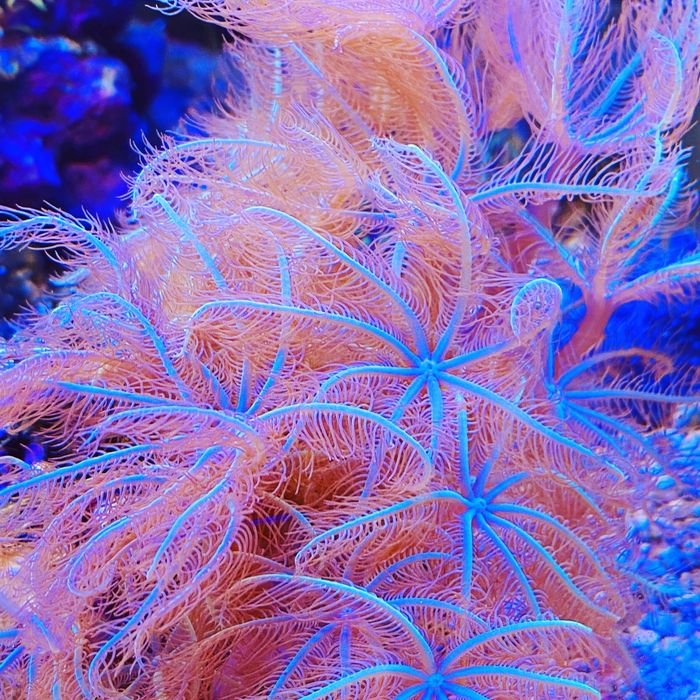 Pink & blue Clove Polyps Clavularia sp. koral fluo