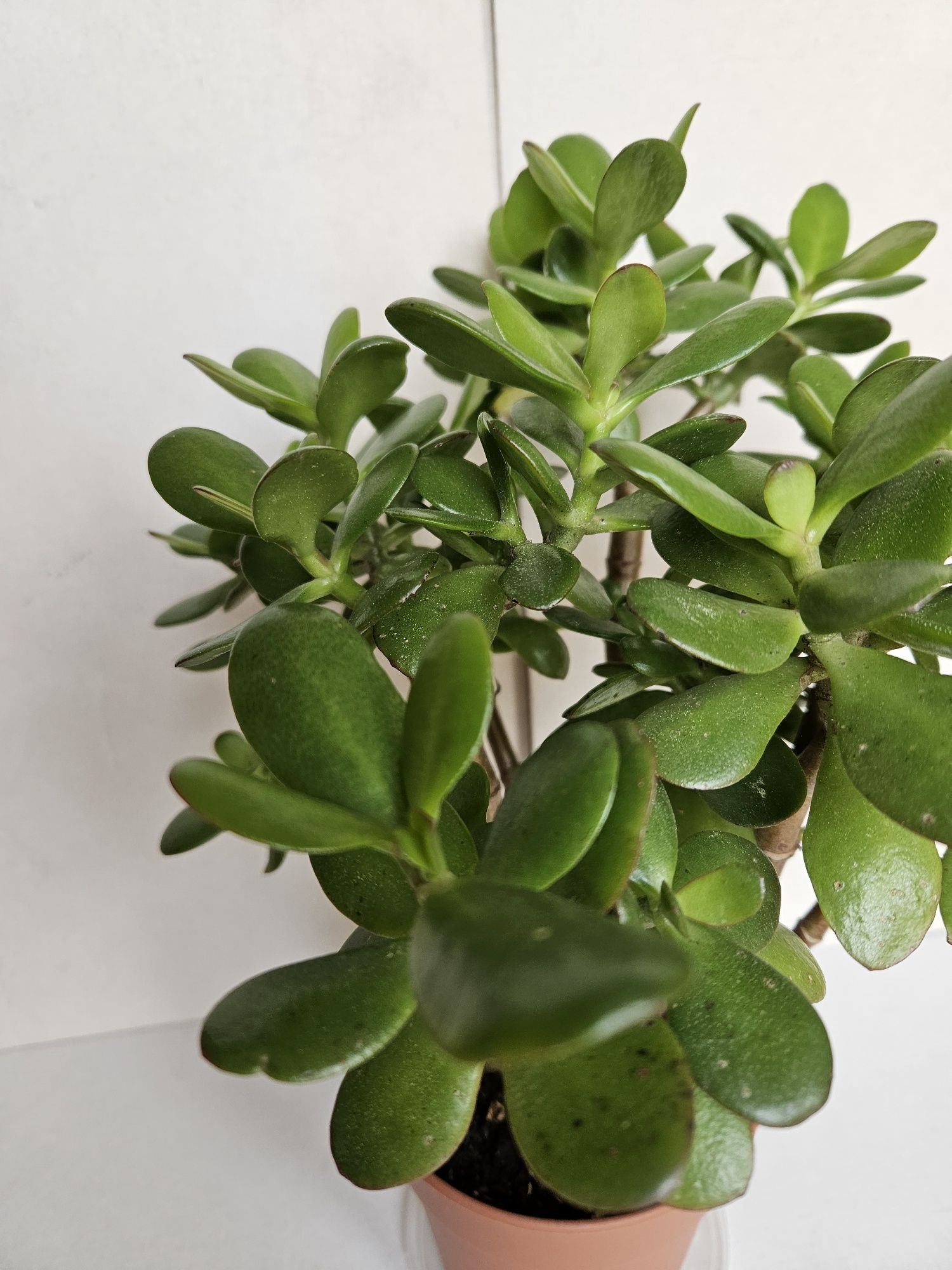 Suculenta Planta Jade Vaso 12 cm