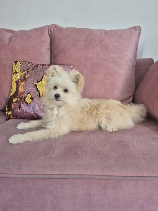 PomaPoo. Piesek. Color bialy