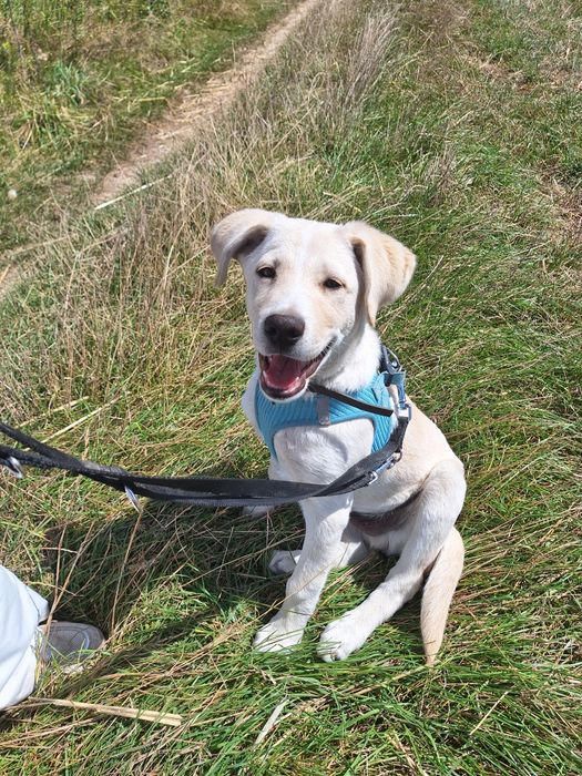 Oddam w dobre ręce psa w typie labradora