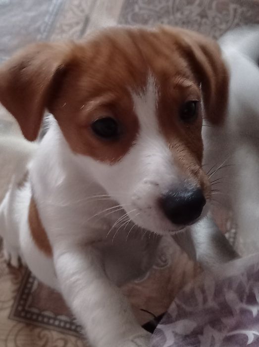 Цуценя Джек Рассел