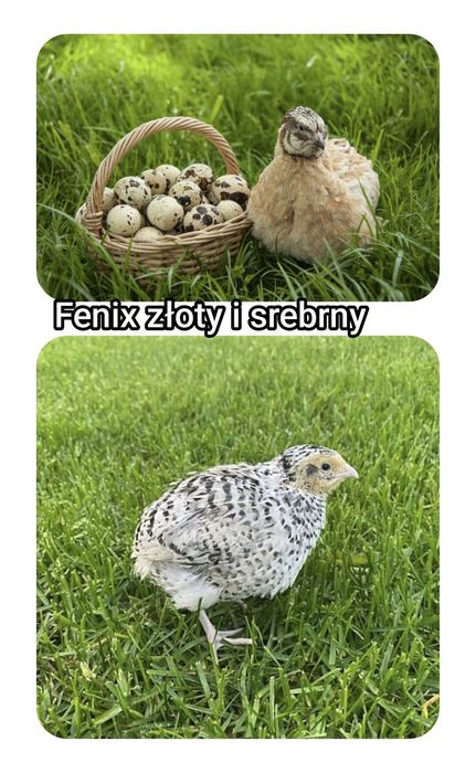Przepiórki Fenix