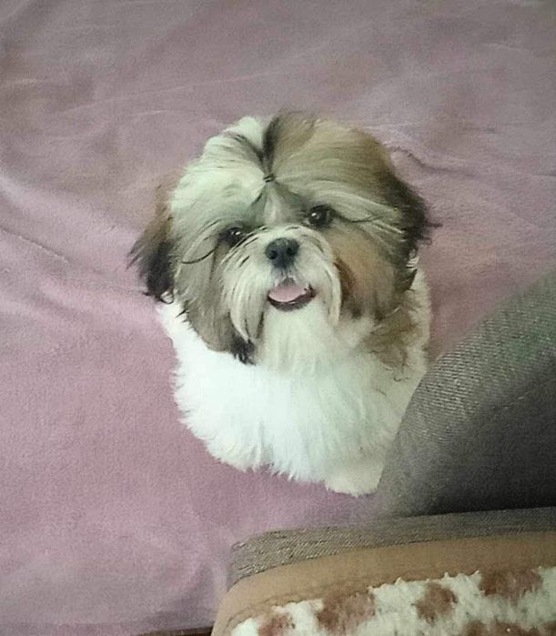 Очаровательные щенки Ши-тцу