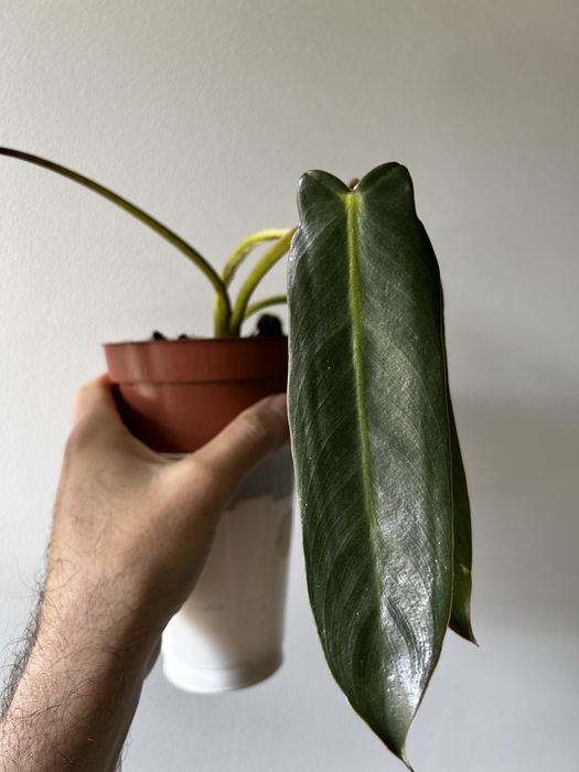philodendron spiritus sancti