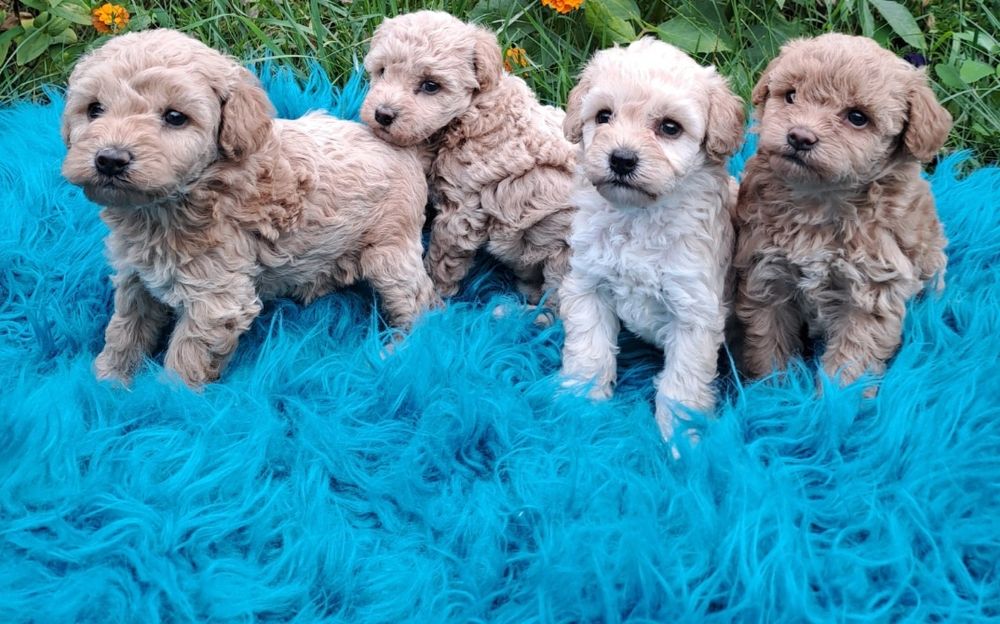 Маленькі дітки пуделята